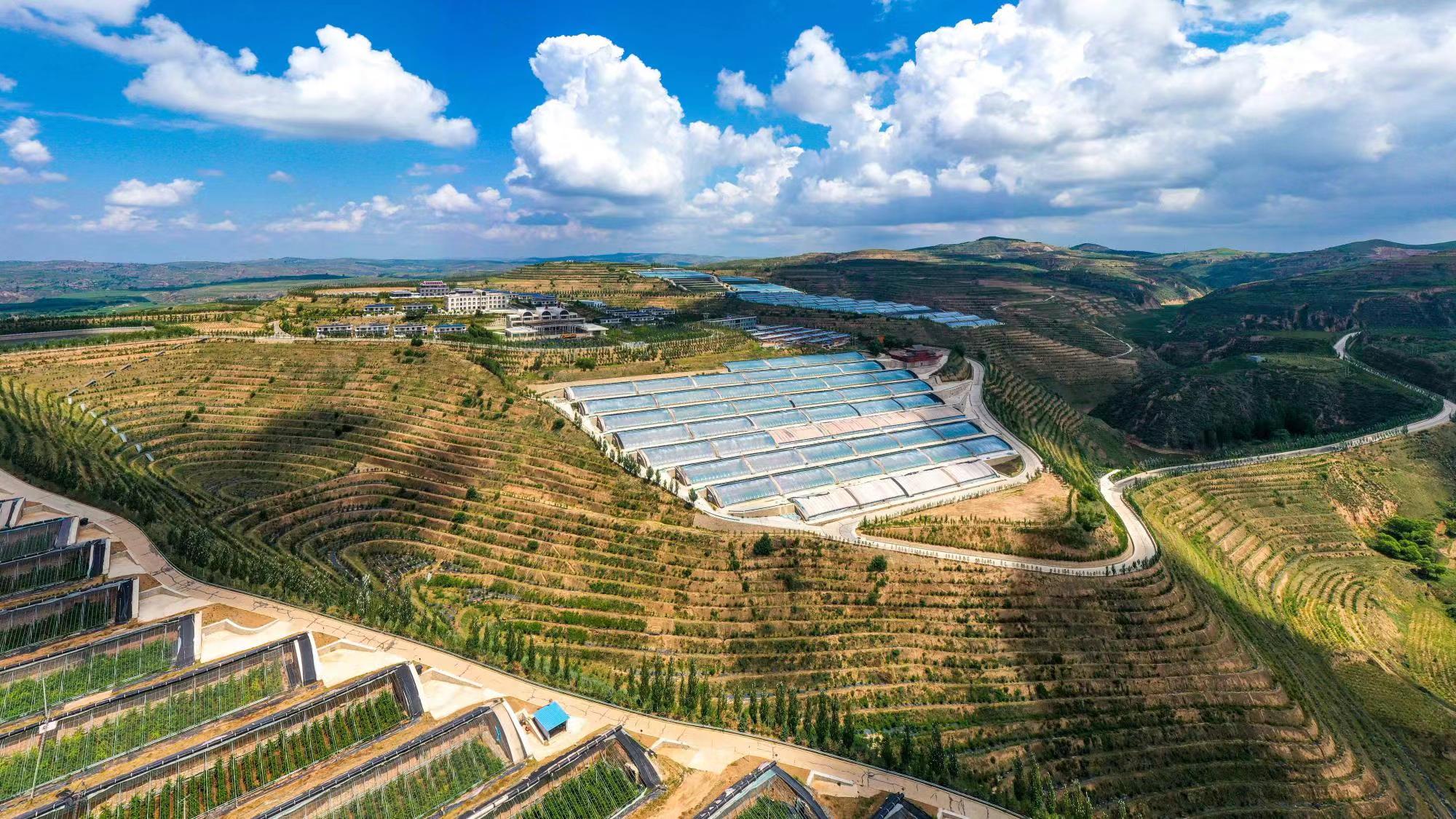 榆嶺窊村豐禾農場的果蔬大棚。