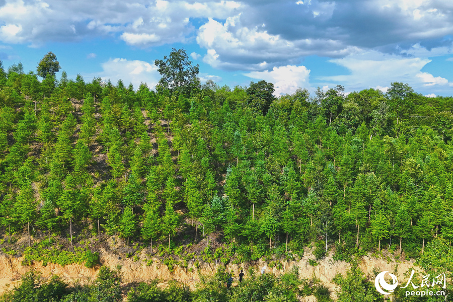 “一林三吃”的經(jīng)營模式豐富了林下經(jīng)濟(jì)的多樣性。人民網(wǎng) 李昌乾攝