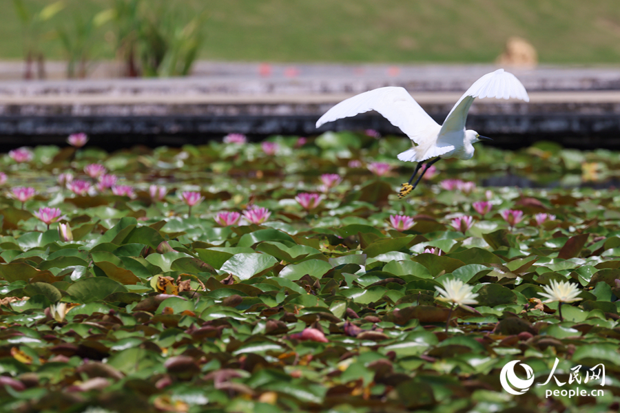 彩蓮滿塘鷺鳥(niǎo)飛。人民網(wǎng)記者 陳博攝