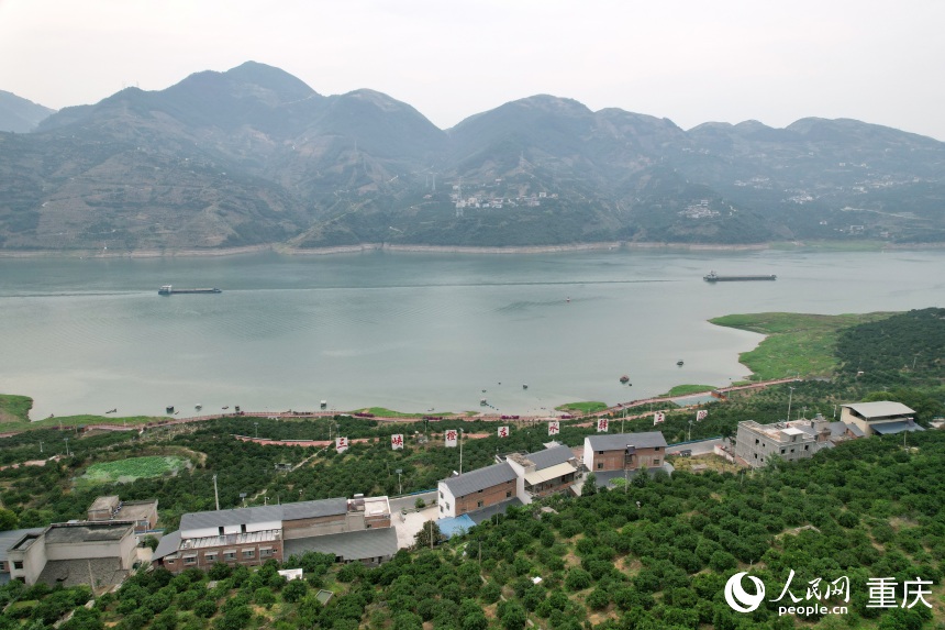 三沱村正以“三峽橙莊”建設(shè)為契機(jī)，描繪鄉(xiāng)村振興新圖景。人民網(wǎng)記者 劉政寧攝