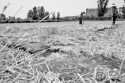 連日來，黃淮海持續(xù)高溫少雨，部分地區(qū)旱情仍在發(fā)展。圖為山東省肥城市通過蓄引提調(diào)相結(jié)合的辦法，多措并舉搶灌溉、保苗情。 新華社發(fā)