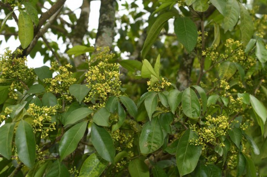 圖為廣西割舌樹。（廣西壯族自治區(qū)中醫(yī)藥研究院供圖）