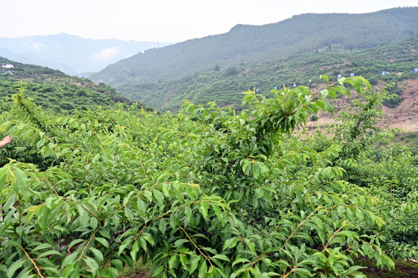 柑園村漫山遍野的脆李樹(shù)。鄒樂(lè)攝