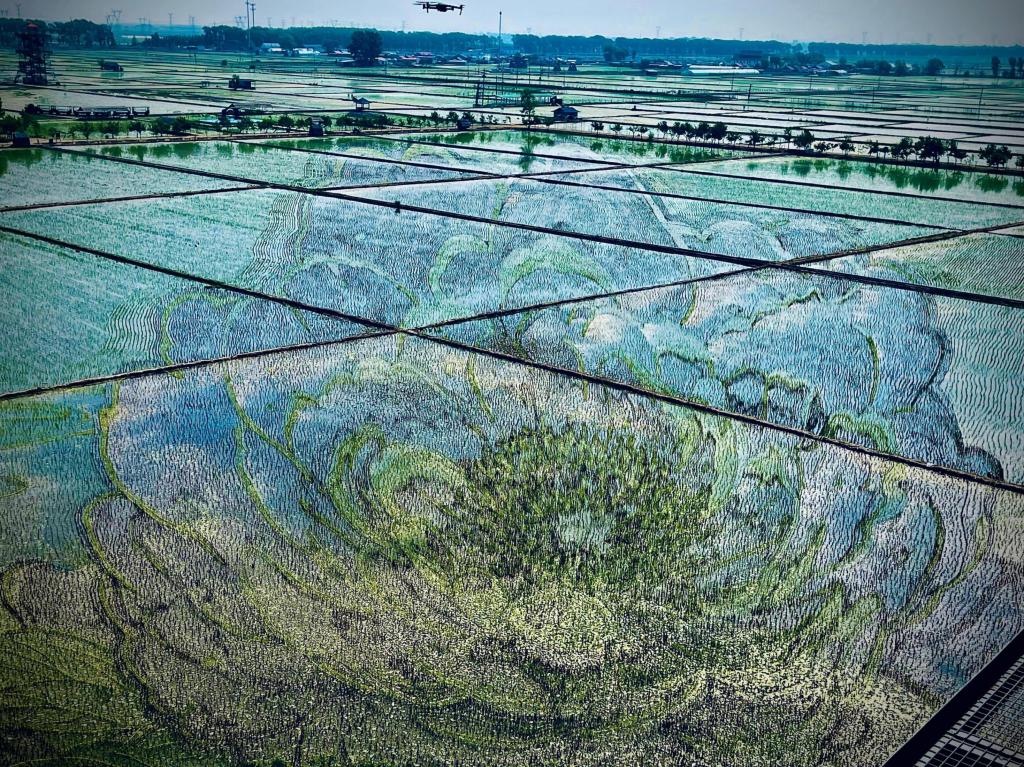 國(guó)色山河主題稻田畫。人民網(wǎng)記者 任妍攝