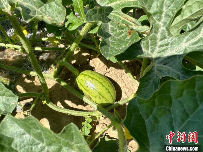 14日，記者在合作社的百畝西瓜地里，看著一個個如雞蛋般大小的西瓜，正“享受”著太陽的炙烤。　劉小紅 攝