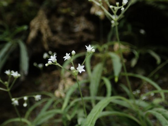 圖為線葉度量草。（廣西壯族自治區(qū)中醫(yī)藥研究院供圖）