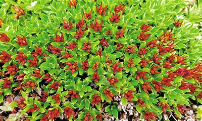 青藏墊柳。資料圖片