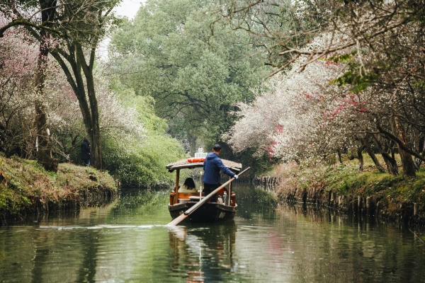 杭州西溪濕地，河岸梅花盛開。圖片來源：視覺中國