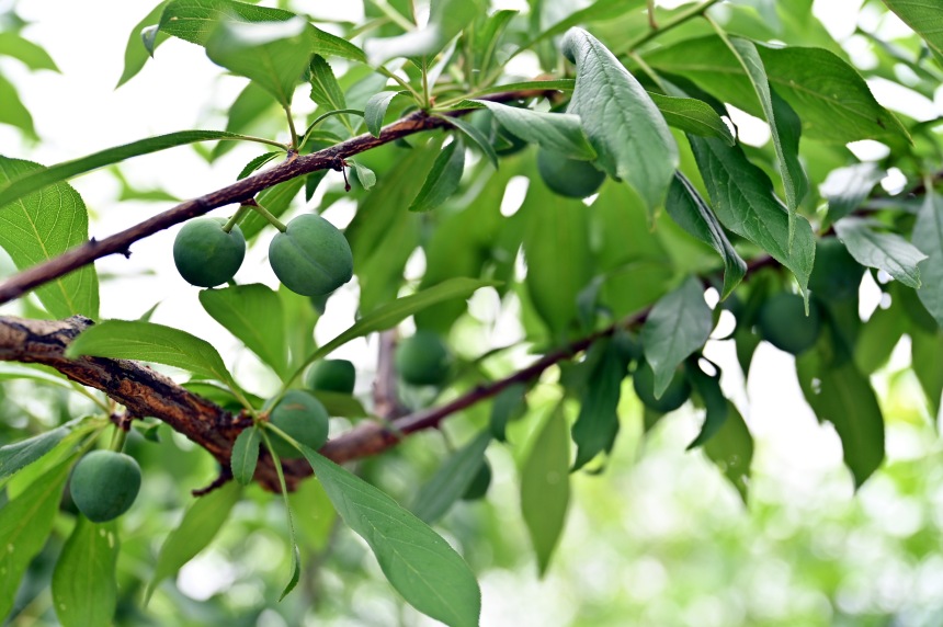 巫山縣曲尺鄉(xiāng)柑園村的脆李樹(shù)掛滿青果。鄒樂(lè)攝