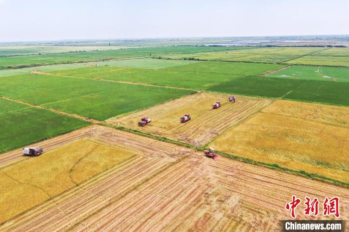 圖為在南昌縣大田農(nóng)社，收割機(jī)正在收割早稻?！⒘?攝
