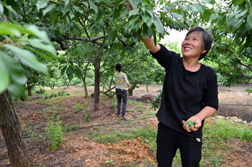村民們搶抓農(nóng)時(shí)，忙著為脆李樹(shù)疏果。鄒樂(lè)攝