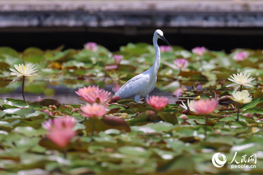 白鷺在睡蓮盛開(kāi)的池塘中流連。人民網(wǎng)記者 陳博攝