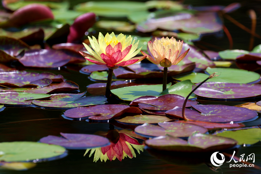 雙色睡蓮與翠綠的蓮葉、清澈的池水相映成畫(huà)。人民網(wǎng)記者 陳博攝