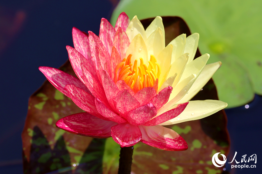 廈門(mén)海灣公園中，雙色睡蓮嬌艷欲滴。人民網(wǎng)記者 陳博攝