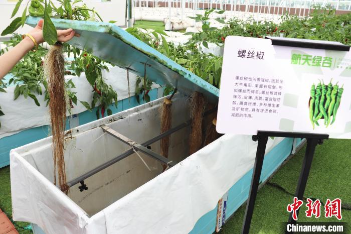 圖為在南昌市紅谷灘區(qū)元宇宙·VR數(shù)字農(nóng)業(yè)示范基地氣霧培養(yǎng)車間里，螺絲椒長(zhǎng)勢(shì)良好?！⌒苠\陽(yáng) 攝