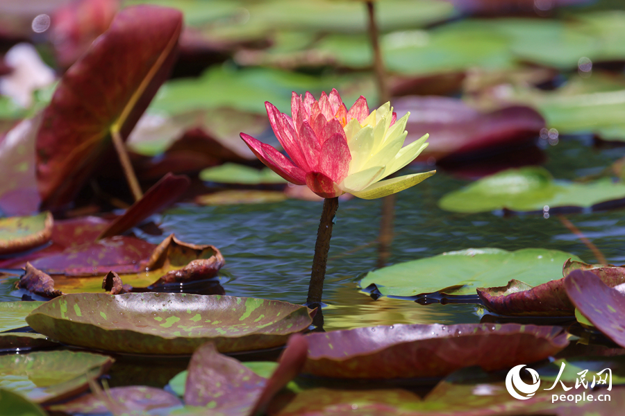 亭亭玉立于水中央的雙色睡蓮。人民網(wǎng)記者 陳博攝