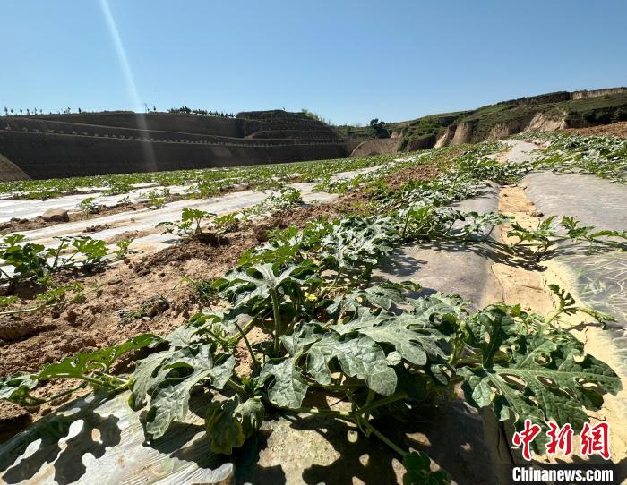 當前，西瓜正值快速生長期?！⑿〖t 攝