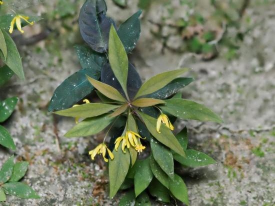 圖為洞生香草。（廣西壯族自治區(qū)中醫(yī)藥研究院供圖）