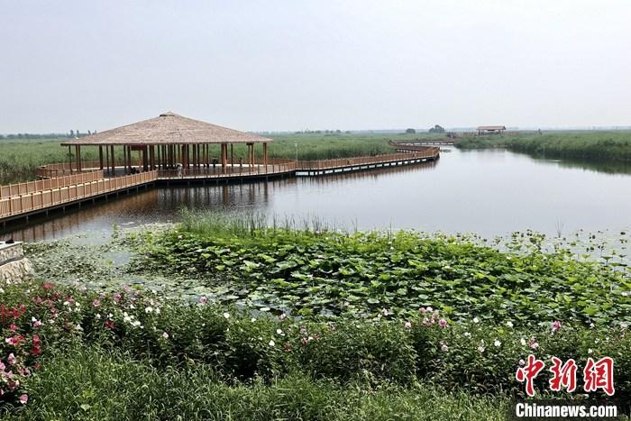 從完成頂層設計到如火如荼大規(guī)模建設，六年來，雄安新區(qū)如春天的竹子一般拔節(jié)生長，這座承載千年大計的“未來之城”已雄姿初顯。從“一張白紙”開始著墨，如今的雄安新區(qū)已是濃墨重彩的“山水畫”。<a target='_blank' href='/'>中新社</a>記者近日走訪了雄安新區(qū)多地，從“藍綠金”三色感受這座“未來之城”的巨大變化。圖為7月20日，河北白洋淀上荷花滿淀、蘆花搖曳。 <a target='_blank' href='/'>中新社</a>記者 易海菲 攝