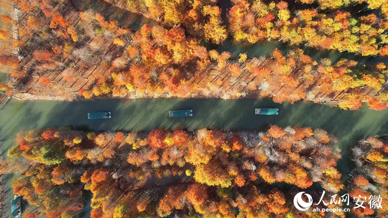 寧國(guó)落羽紅杉林。人民網(wǎng) 郭昊攝
