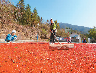 貴州省黔東南苗族侗族自治州榕江縣依托豐富的森林資源，大力發(fā)展林下草珊瑚中藥材種植等林下經(jīng)濟(jì)，實(shí)現(xiàn)農(nóng)民增收、林業(yè)增效。圖為榕江縣興華水族鄉(xiāng)星月村草珊瑚種植基地內(nèi)，村民在采收、晾曬草珊瑚果。 周光勝攝（人民視覺(jué)）